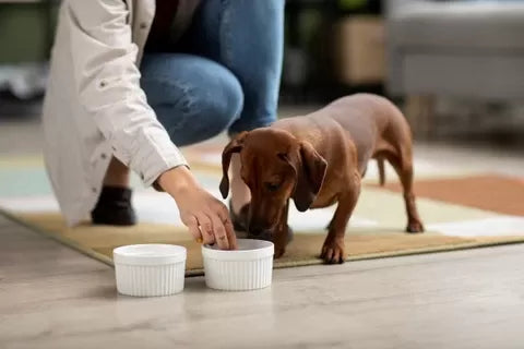 Colostrum for Dogs