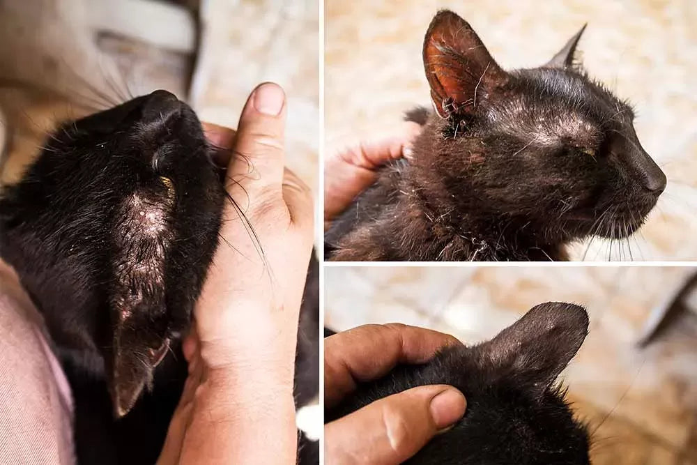 Should I Pick Scabs Off Cats?
