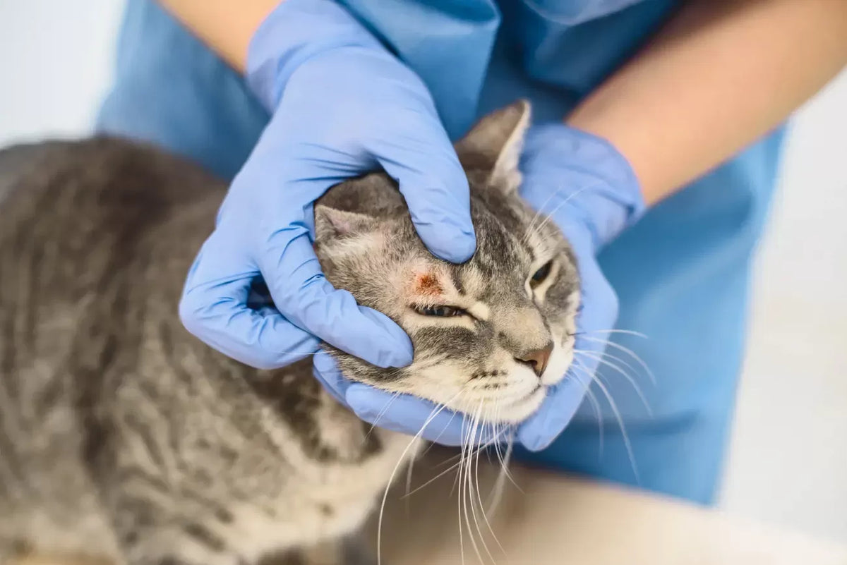 Exploring Tiny Lump Between Senior Cat’s Eye and Ear