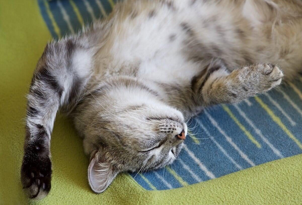 How to Calm Down A Cat