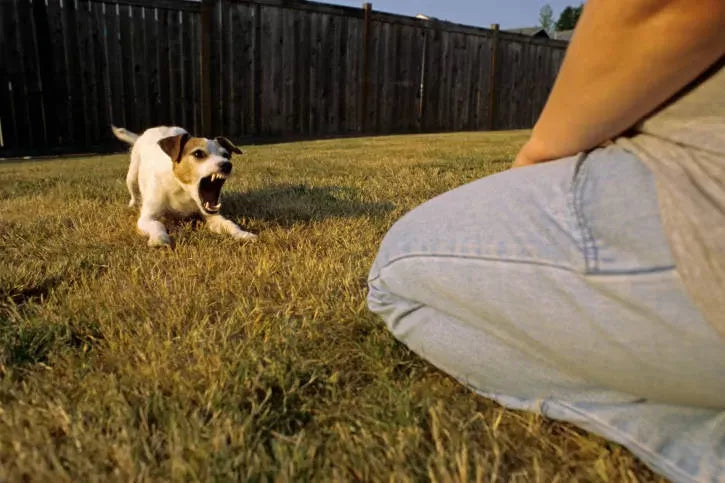 Can Dogs Sense Evil? Exploring Canine Intuition and Health