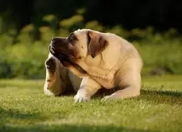 Blastomycosis in Dogs