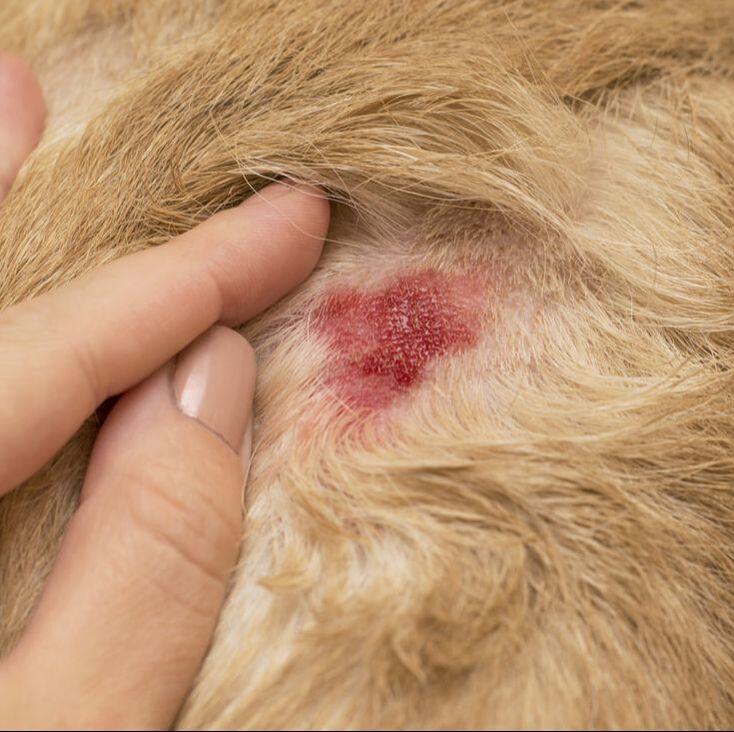 Can Hot Spots Kill a Dog? Understanding the Irritating Issues