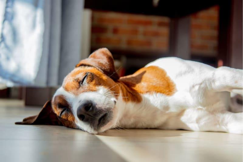 Narcolepsy in Dogs​