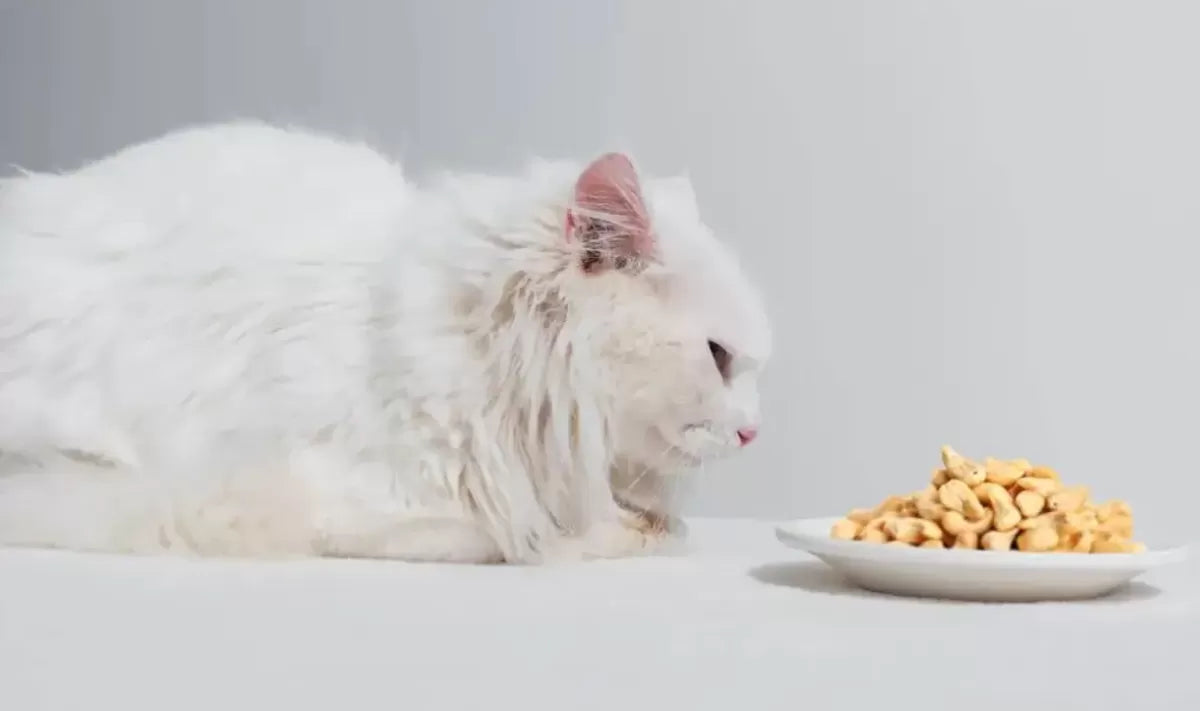 Can Cats Eat Cashews