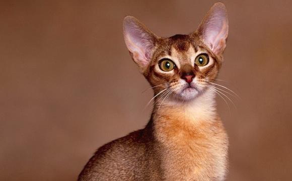 The Abyssinian Cats: The Ultimate Guide