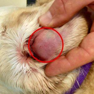 Dog Ear Hematoma Popped: Causes, Care, and Recovery