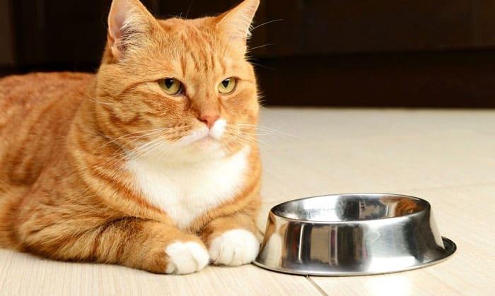 How Long Can a Cat Go Without Eating