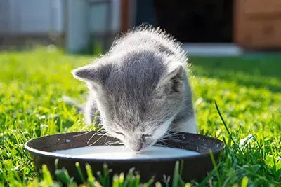 Are Cats Lactose Intolerant
