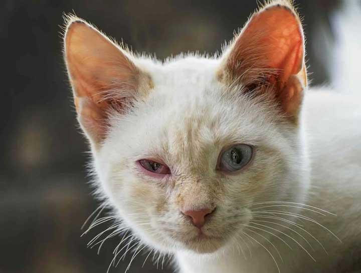 Cat Third Eyelid Infection​