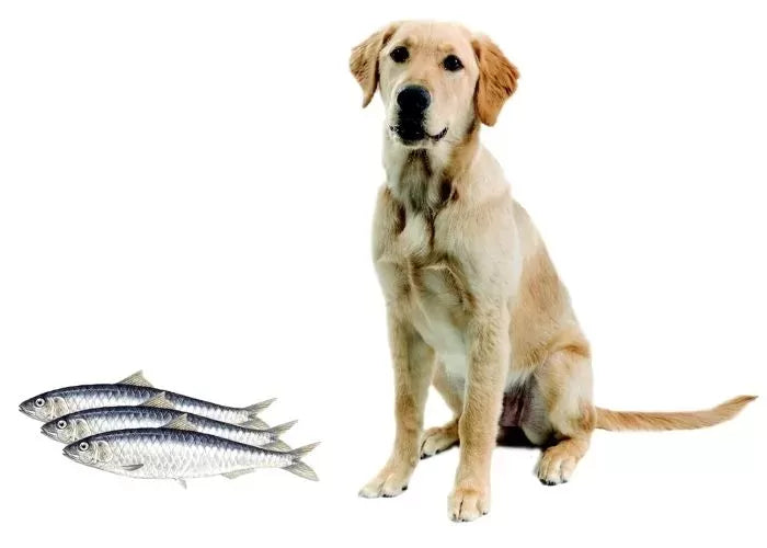 Are Sardines Good for Dogs (They’re Packed With Omega-3!)