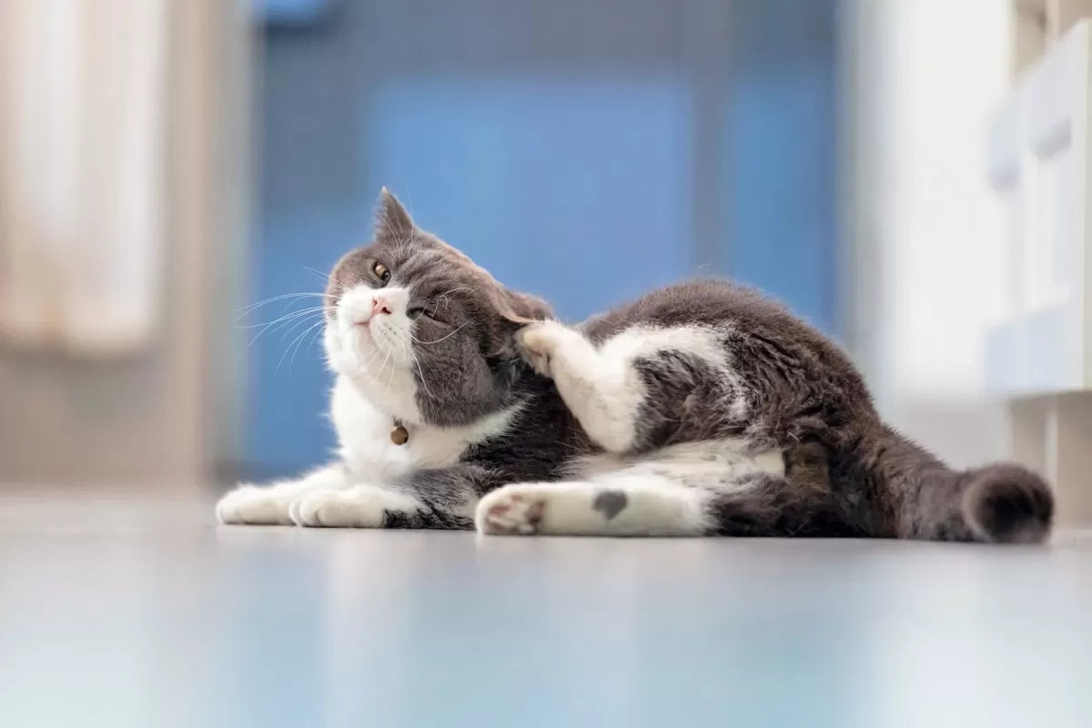 Itch Relief for Cats: Understanding and Managing Feline Skin Problems