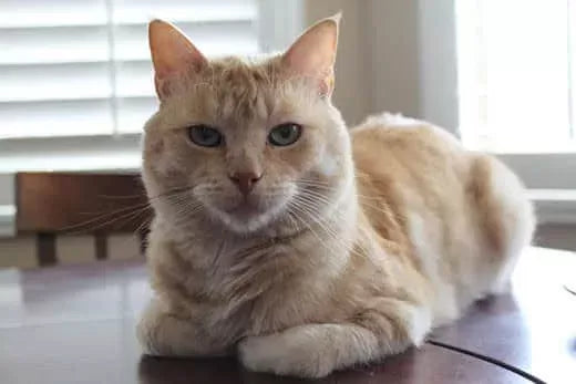 Why Do Cats Loaf