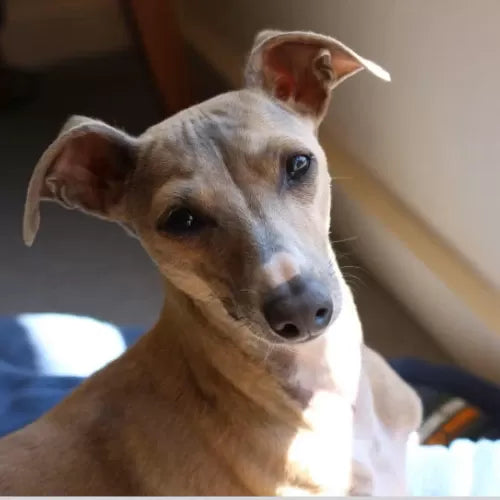 Canine Lumbosacral Disease