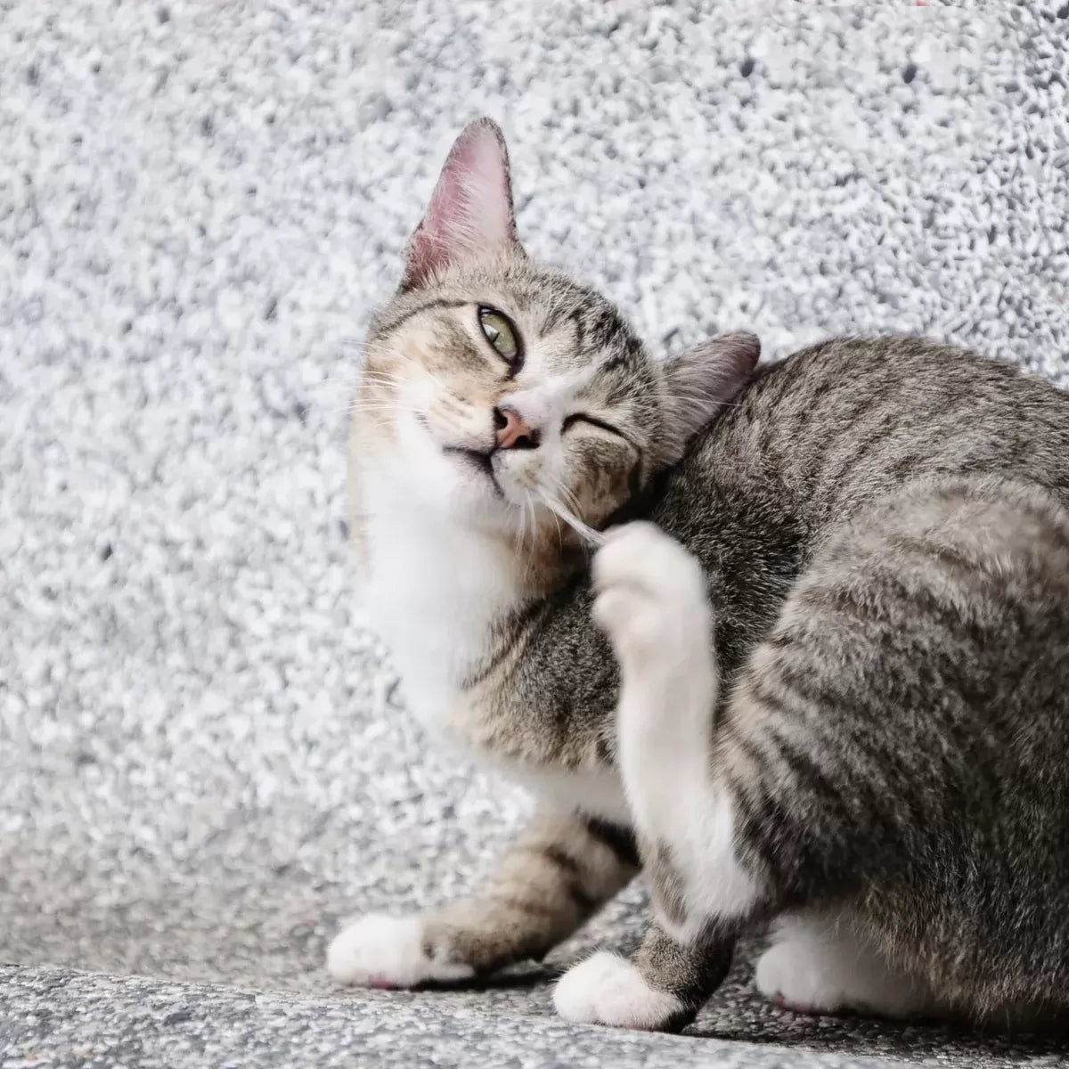 Cat Has Itchy Face: Relief Strategies