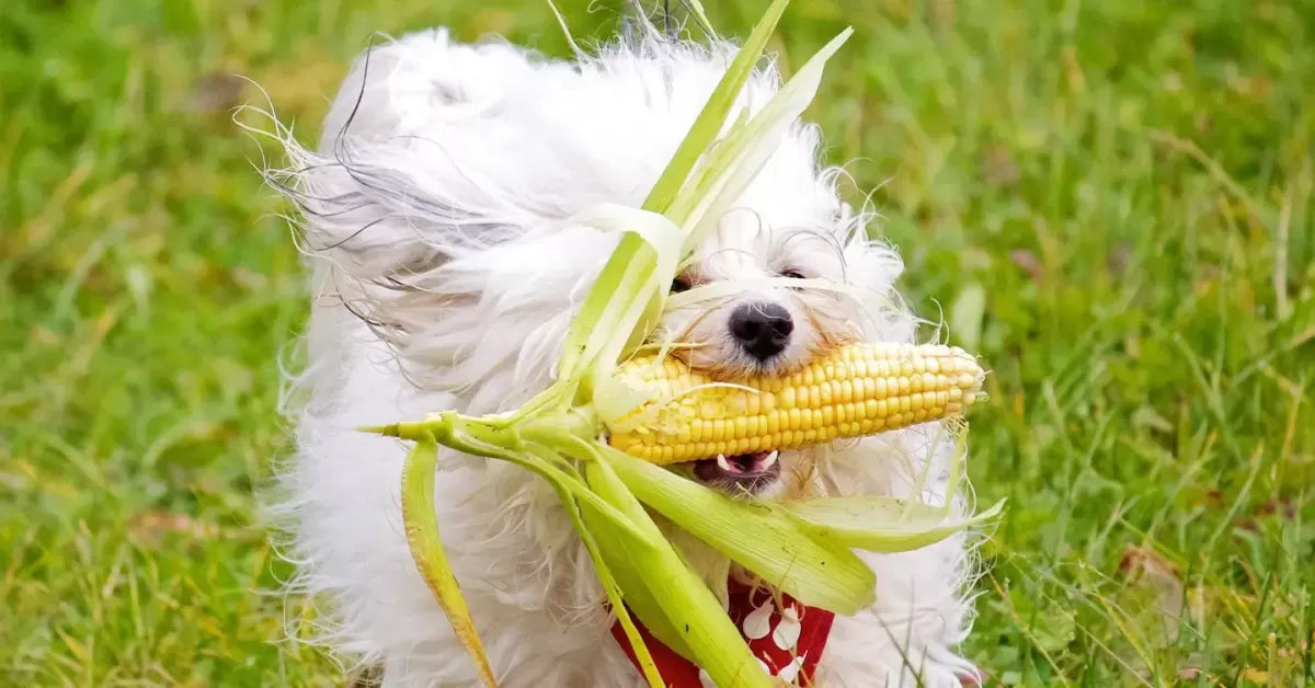Is Corn Good for Dogs