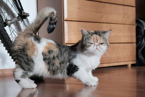 How Do You Know When A Cat Is in Heat