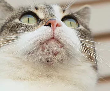 Chin Acne in Cats