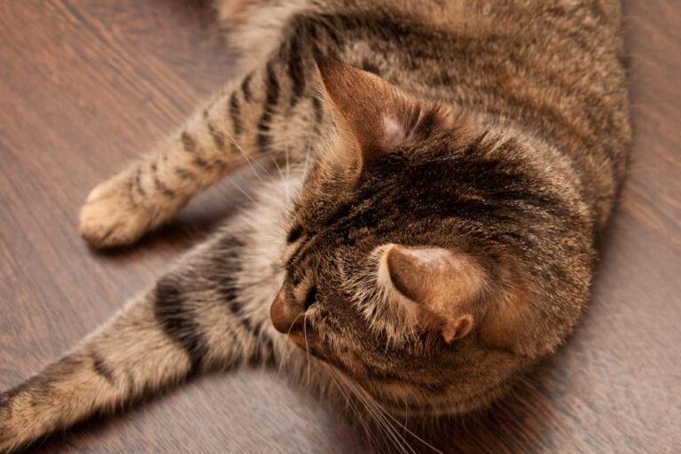 Cat Hot Spot Healing Stages: A Clear Guide for Cat Parents