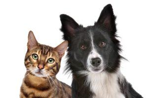 Should I Get A Cat or Dog​