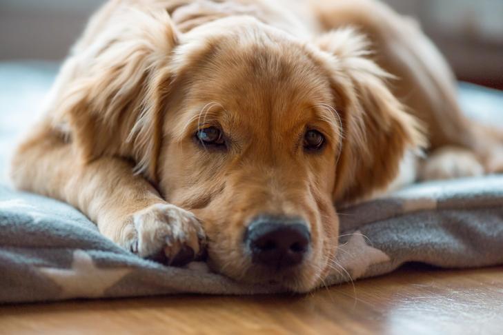 Primary Site of Blastomycosis in Dogs​