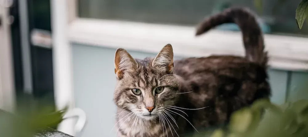 What Cat Tail Movements Mean
