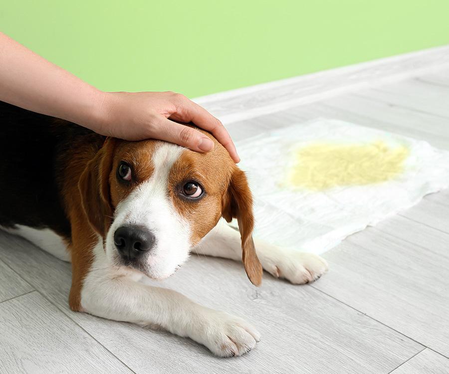 Urinary Incontinence in Dogs