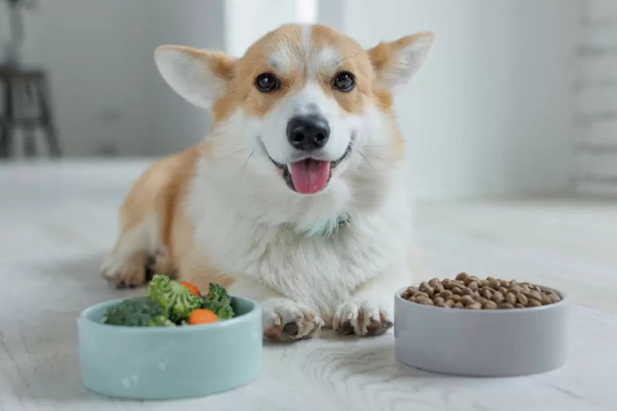 How Much Protein is in Dog Food