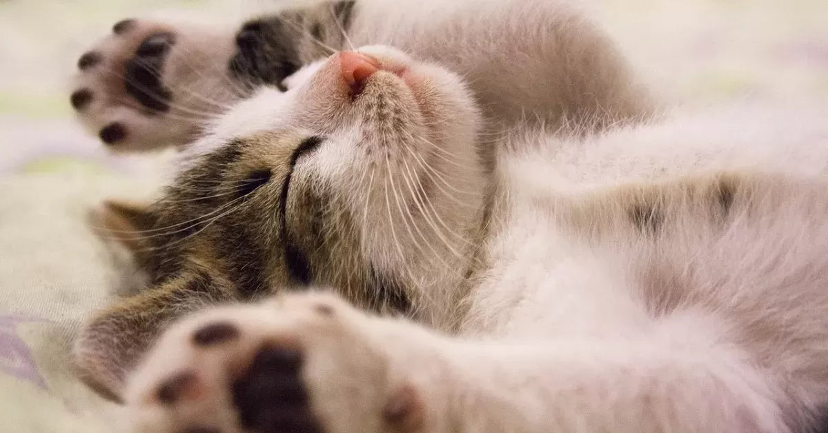 Tick Paralysis in Cats
