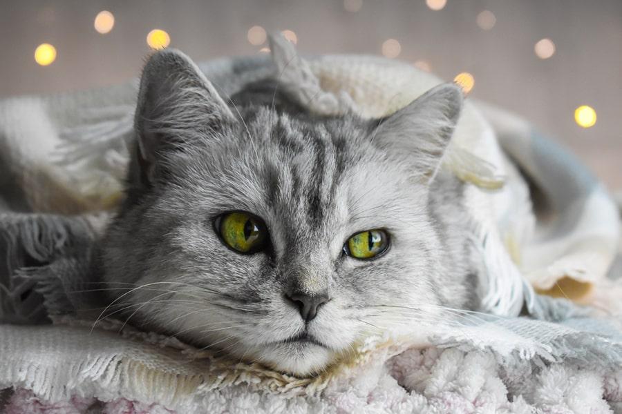How Do You Bring Down A Cat's Fever