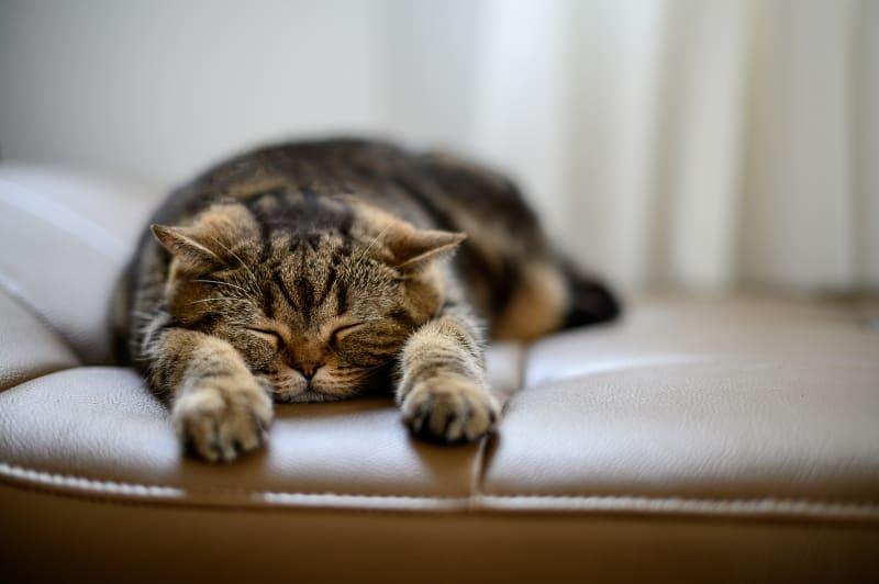 What Happens If I Stop Giving My Cat Thyroid Medicine