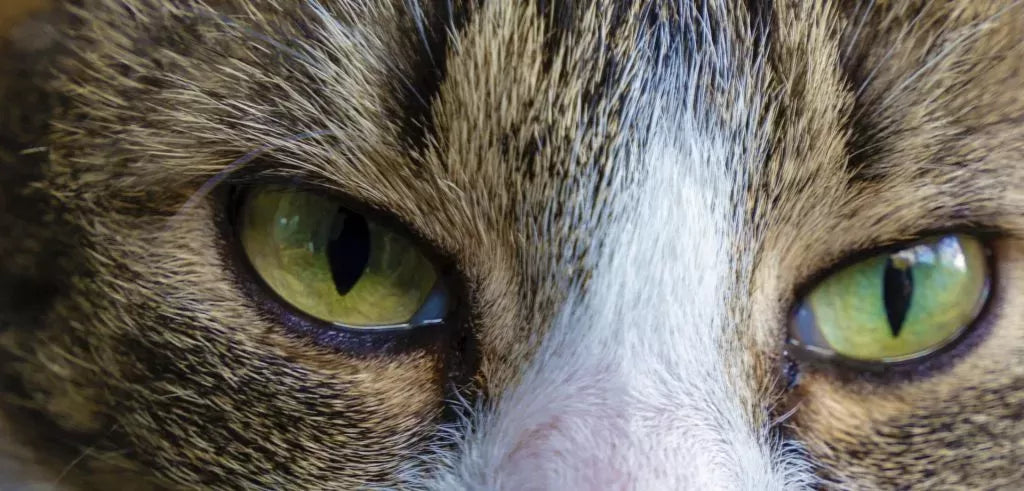 Understanding and Treating Cat Eye Ulcers: A Comprehensive Guide