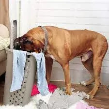 Can Pica in Dogs Be Cured