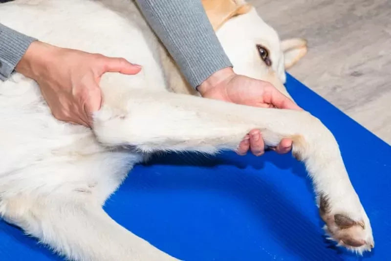 Glucosamine for Dogs: Unveiling the Science