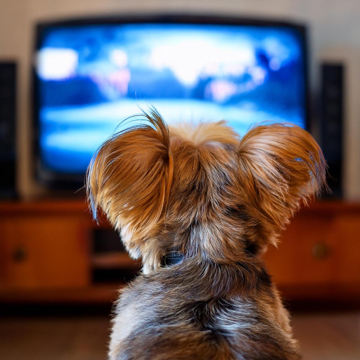 Can Dogs Watch TV? Everything You Need to Know