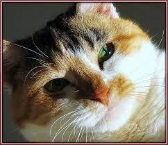 Do Cats Cry Tears​