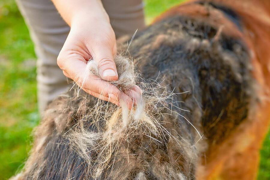 Do Dogs Shed More in the Summer