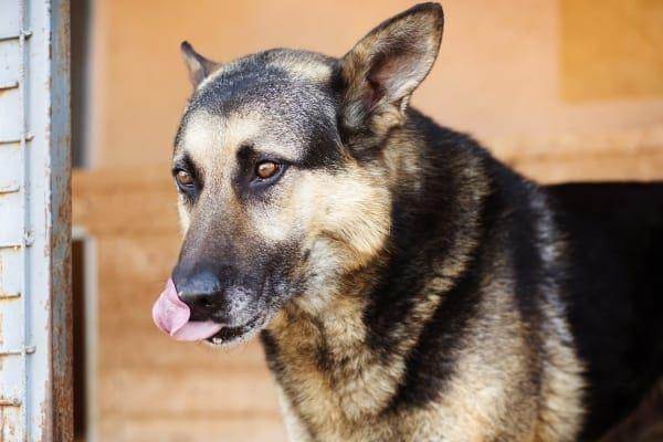 Reflux Disease in Dogs​