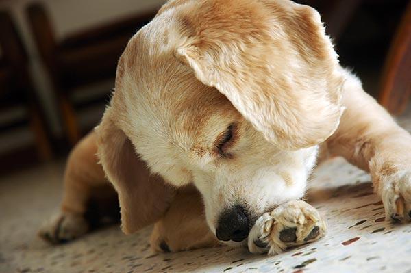 Why Is My Dog Licking His Paws​