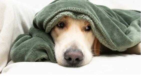Understanding Canine Respiratory Illnesses