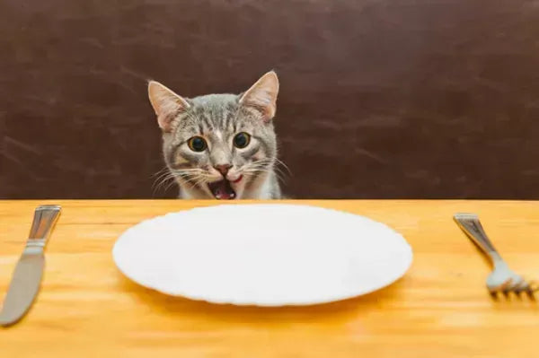 Feline Feasts: A Guide to Human Foods Safe for Cats