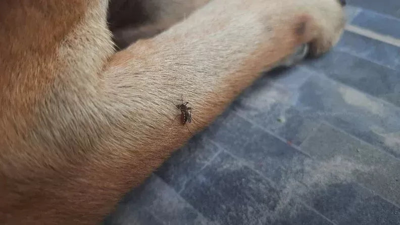 Do Mosquitoes Bite Dogs? Exploring the Risks and Health Issues