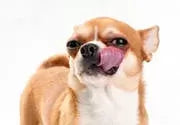 Dog Swallowing A Lot: Causes, Symptoms, and What to Do