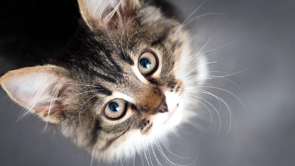 How Much Attention Does a Kitten Need? A Comprehensive Guide