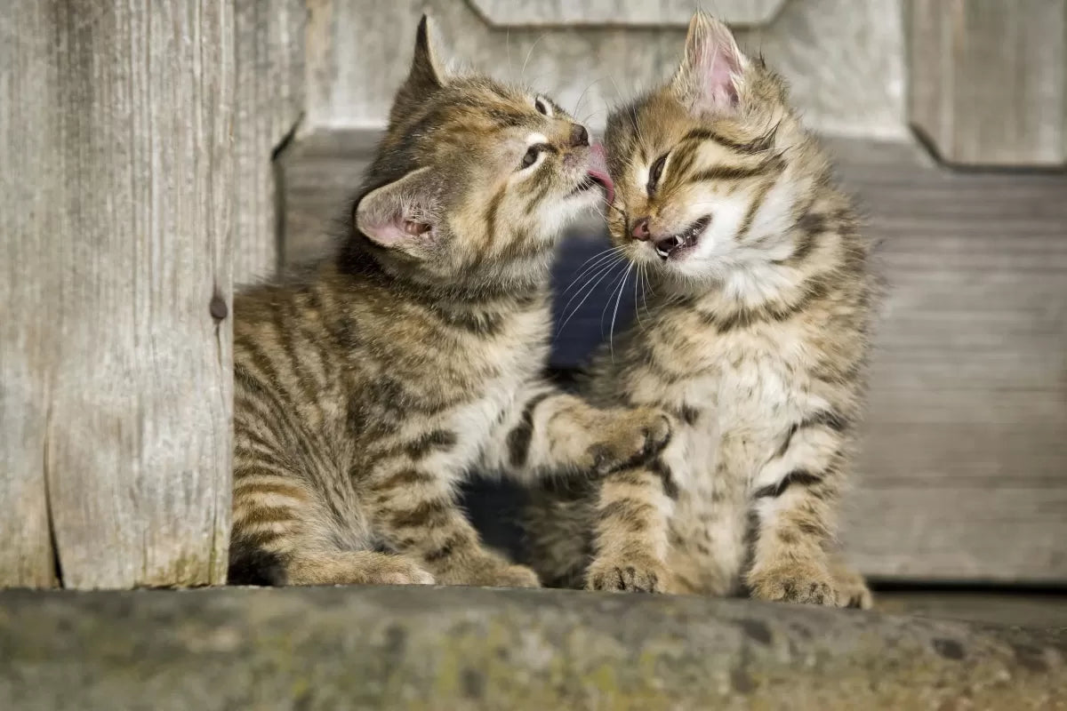 Why Do Cats Groom Each Other