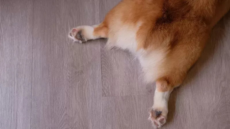 Why Does My Dog Fart So Much