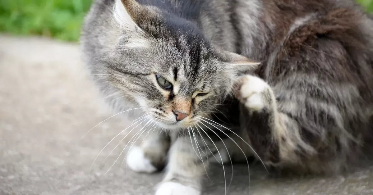 Trehalose in Skin Care for Cats