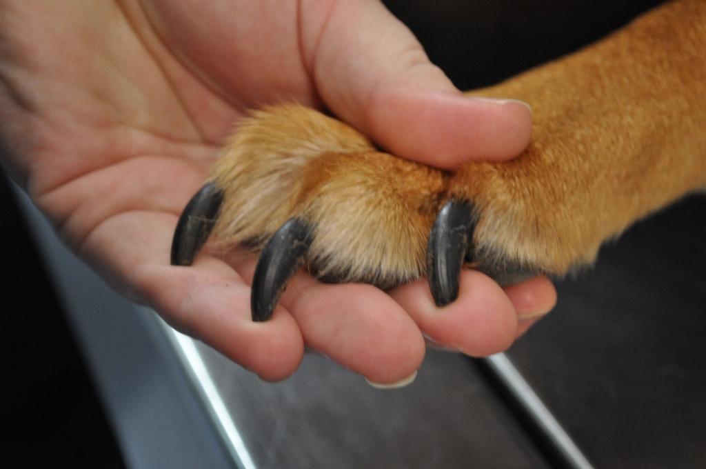 Dog's Toenail Is Bleeding: What To Do