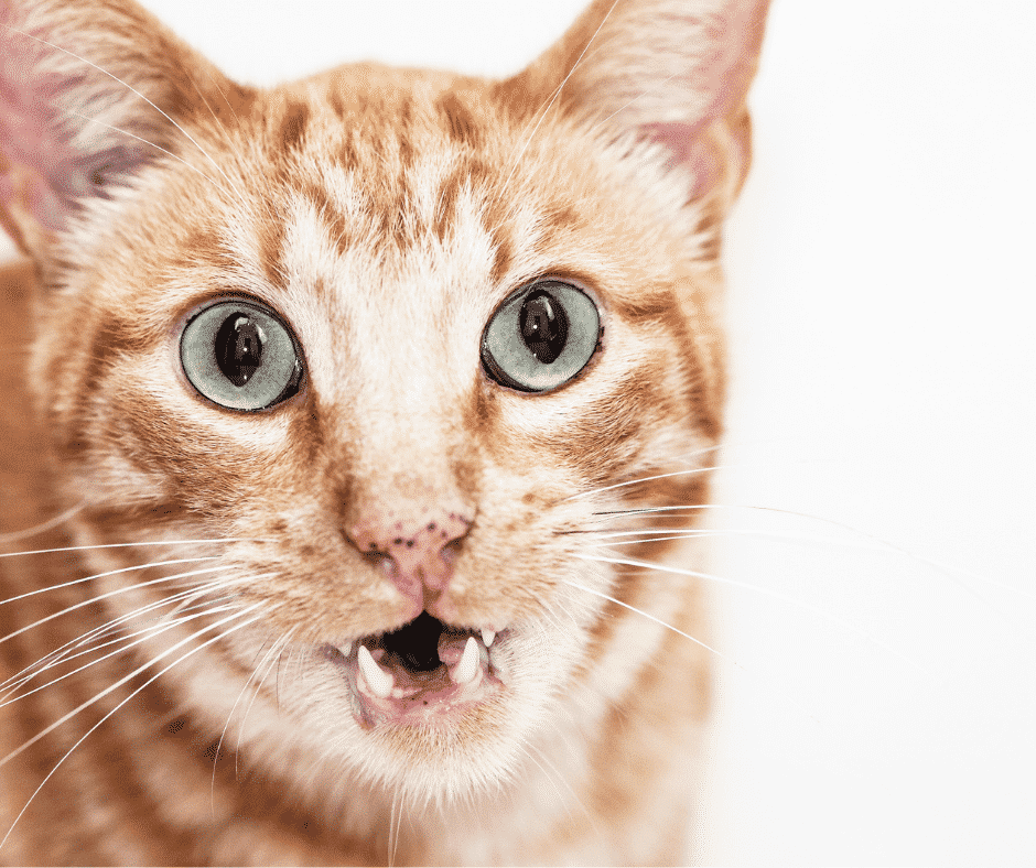 Cat with Black Spots on Gums