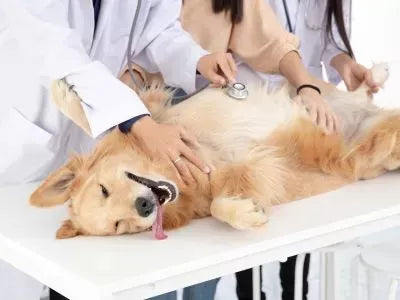 How to Stop Smegma in Dogs